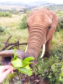 brown elephant eating green plant during daytime