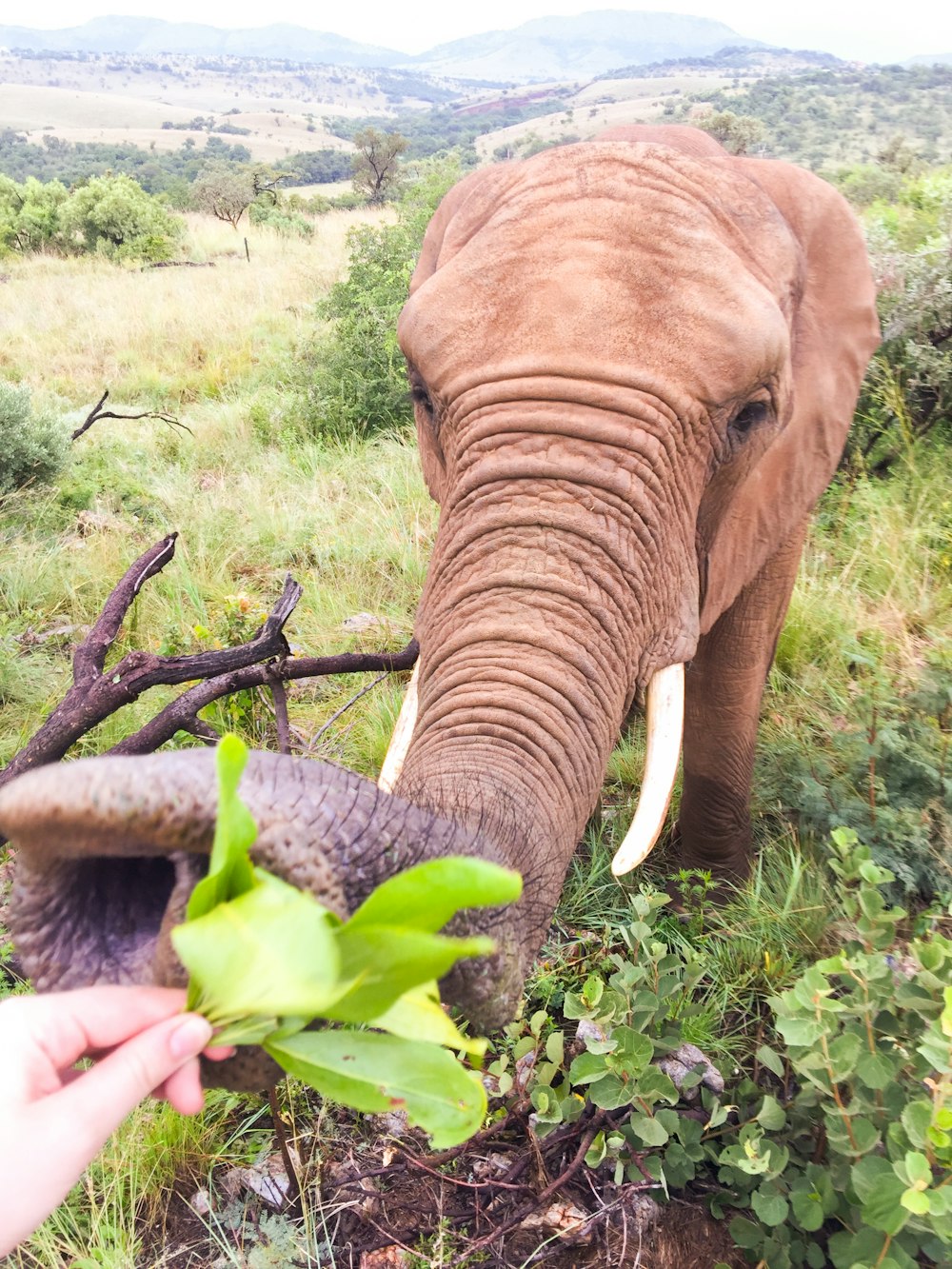 Brauner Elefant frisst tagsüber grüne Pflanze