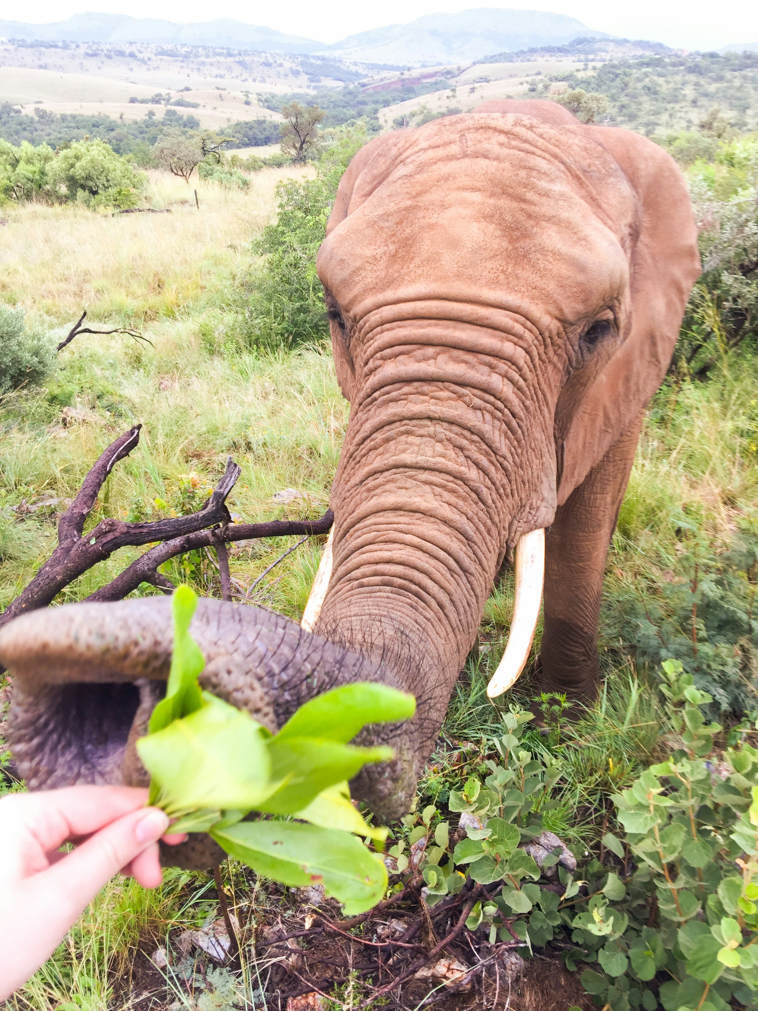 the cutest girl having her greens @ south africa