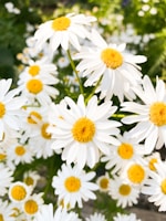 white daisies in bloom during daytime