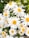 white daisies in bloom during daytime