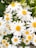 white daisies in bloom during daytime