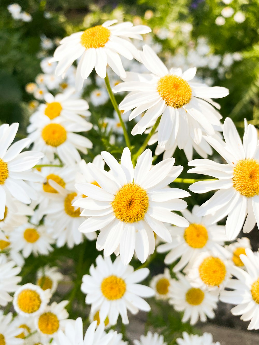 margaridas brancas em flor durante o dia