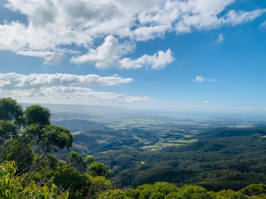 Illawarra Fly Treetop Walk things to do in Wildes Meadow