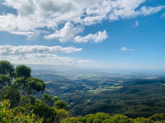 Illawarra Fly Treetop Walk things to do in Bowral NSW