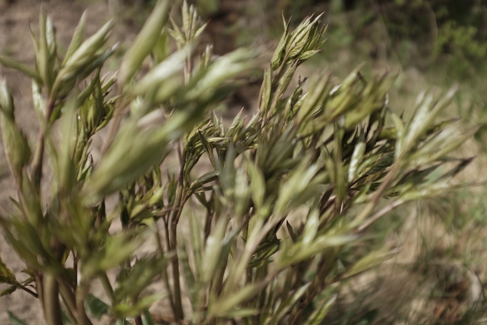 green plant in close up photography