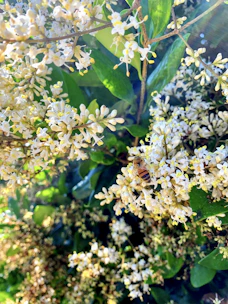 Sunlit forest scene with bees buzzing around wildflowers near a traditional honeycomb.