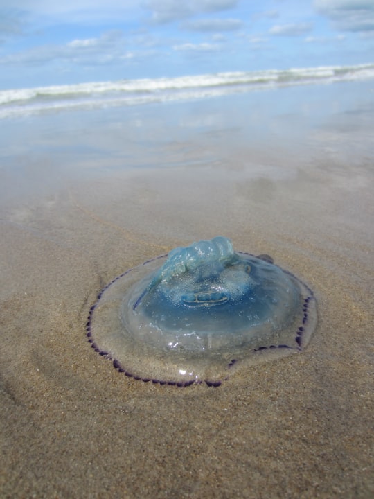 photo of Gravelines Beach near Cap Blanc-Nez