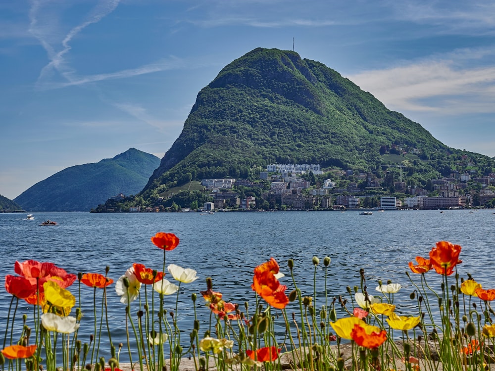 red and yellow flowers near body of water and mountain under blue sky during daytime