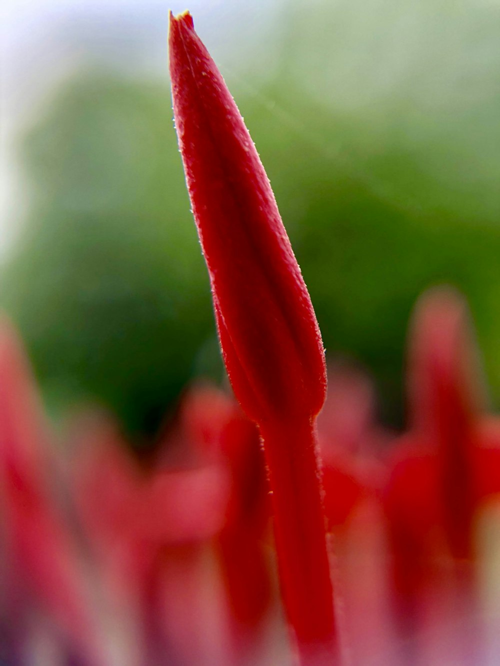 red flower buds in tilt shift lens