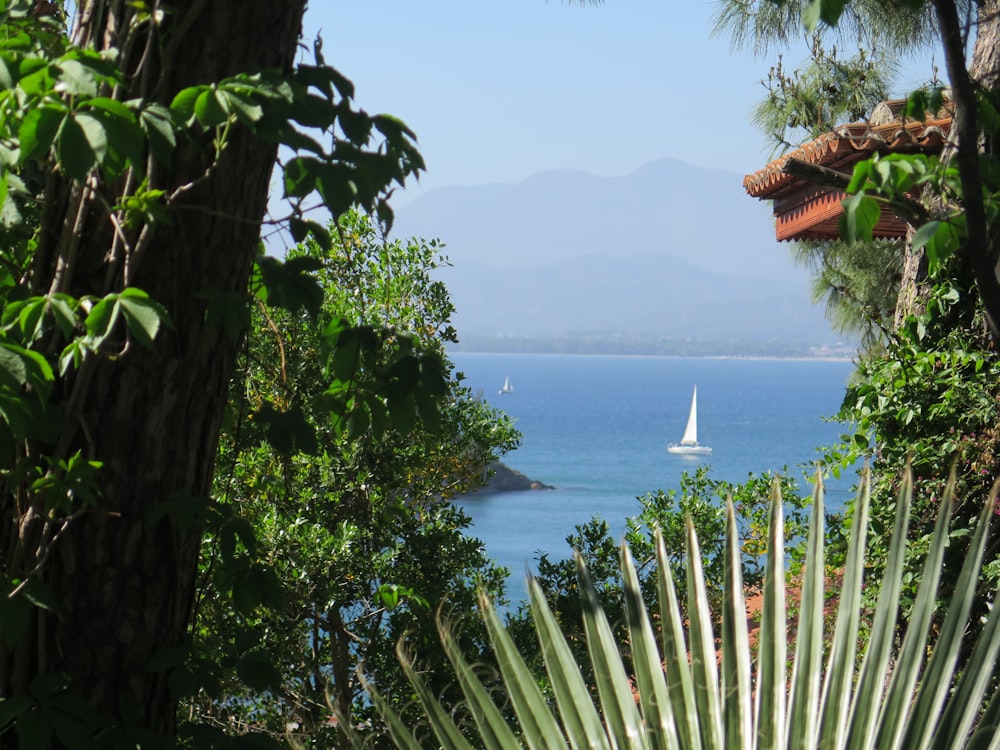 green palm tree near body of water during daytime