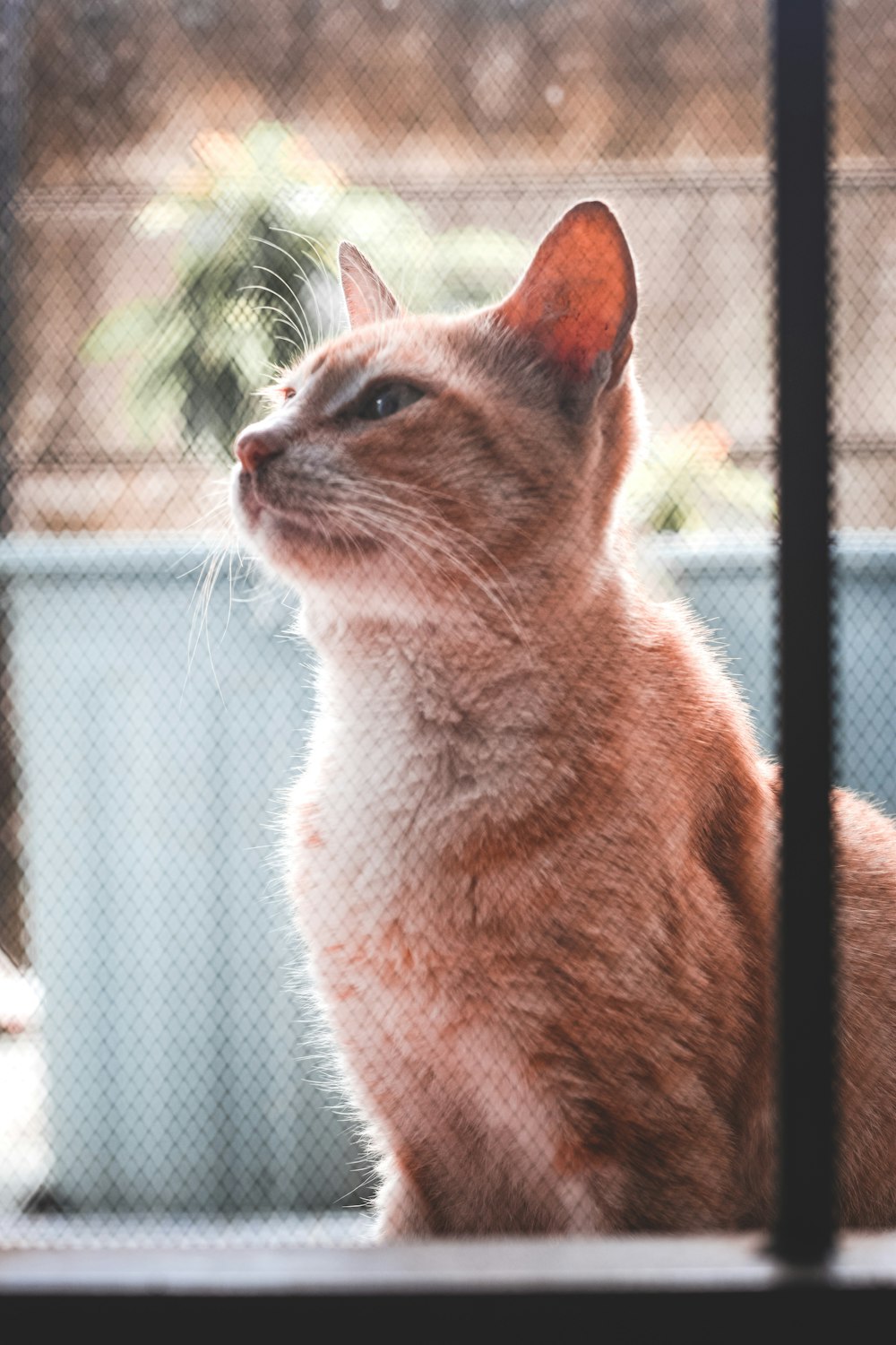 chat orange et blanc sur la fenêtre
