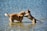Two dogs are playing in shallow water, with one dog standing on its hind legs and placing its front paws on the other dog. The sunlight glistens on their wet fur, creating a lively and playful scene.