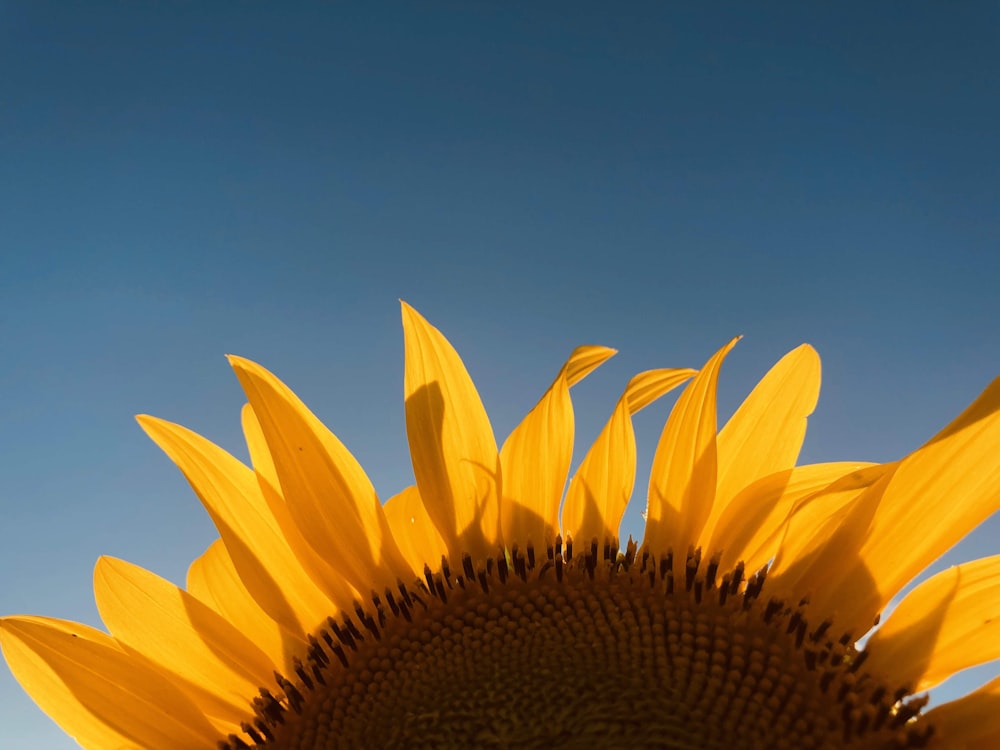 yellow sunflower under blue sky during daytime