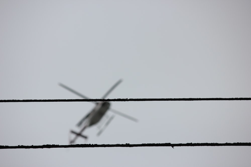 white and black dragonfly perched on black wire