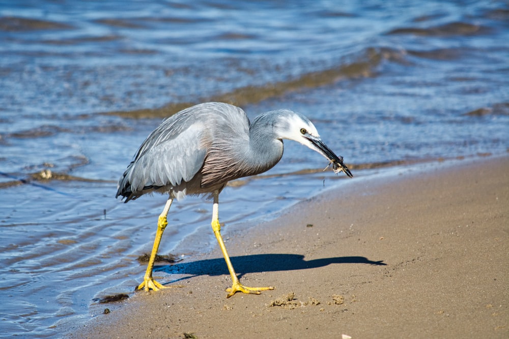 grey heron on shore during daytime