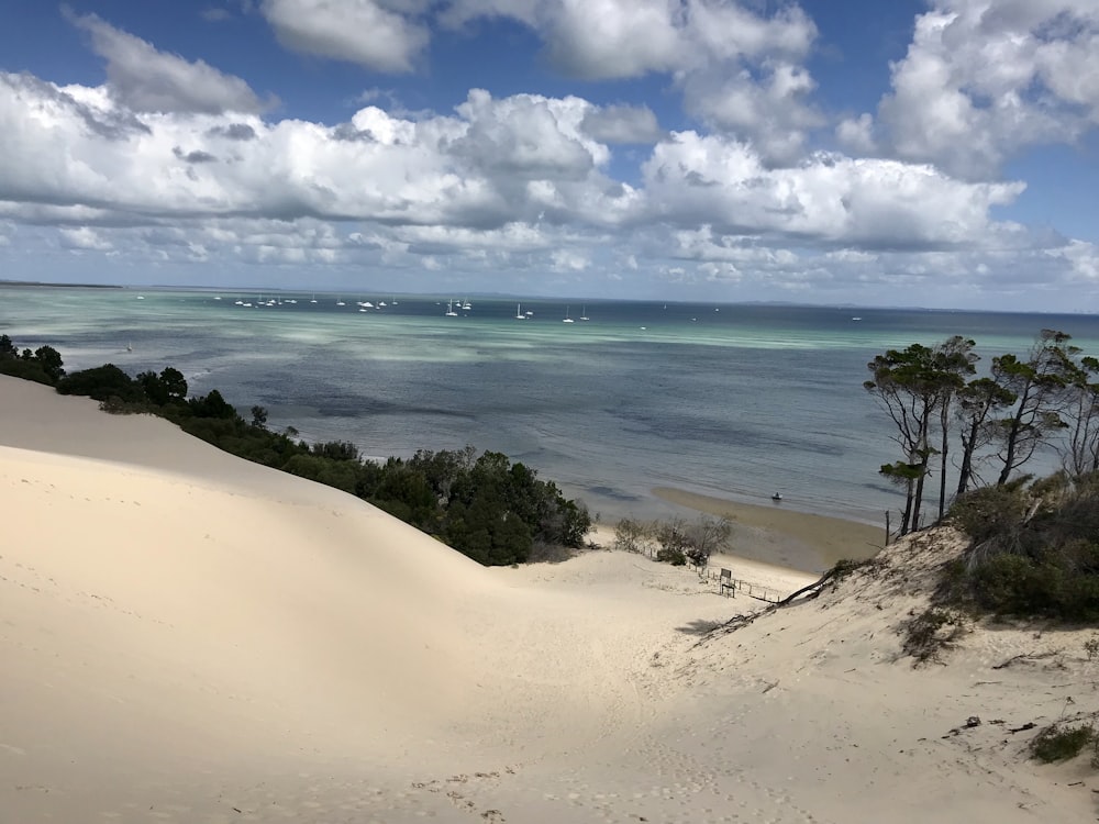 green trees on seashore under blue sky during daytime