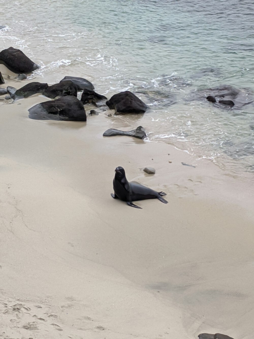 black seal on brown sand near body of water during daytime