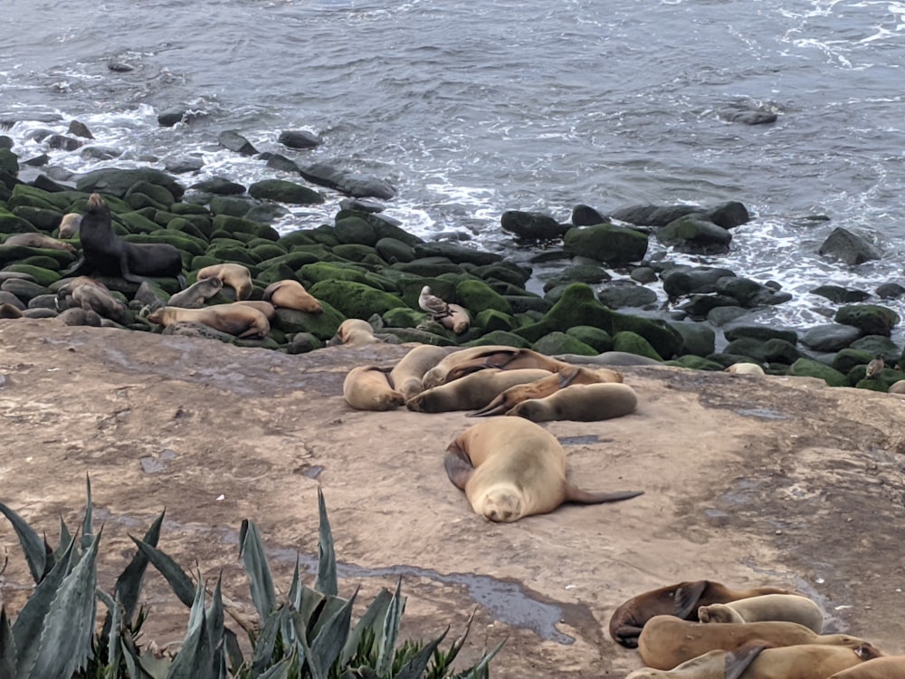 brown seal on brown rocky shore during daytime