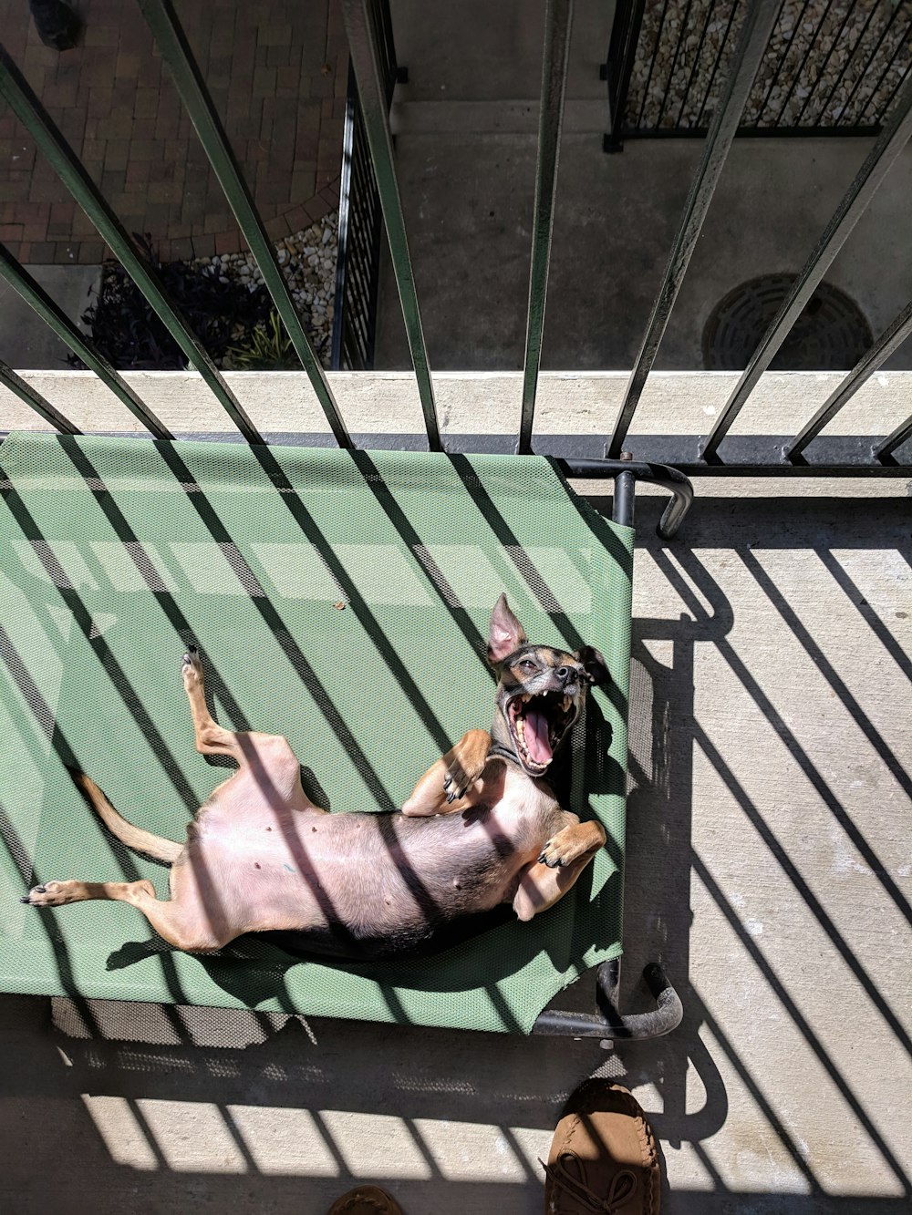 brown short coated dog lying on green hammock