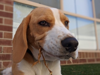 white and brown short coated dog