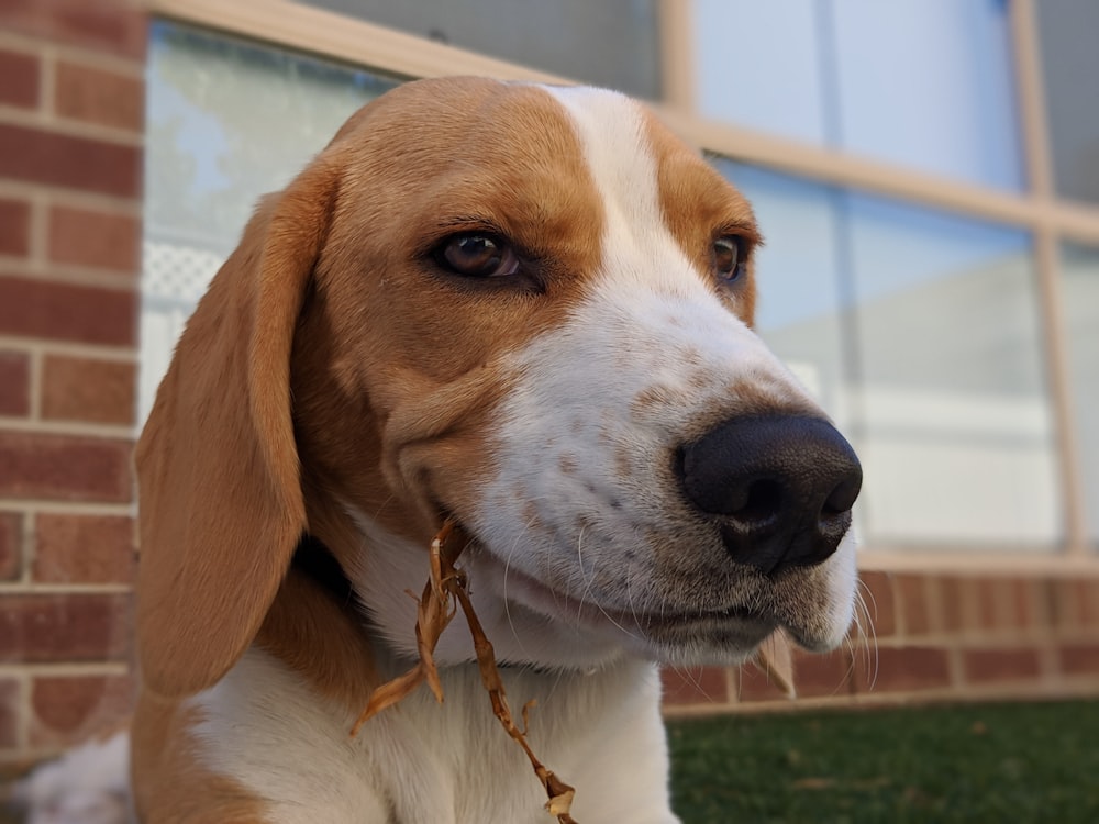 white and brown short coated dog