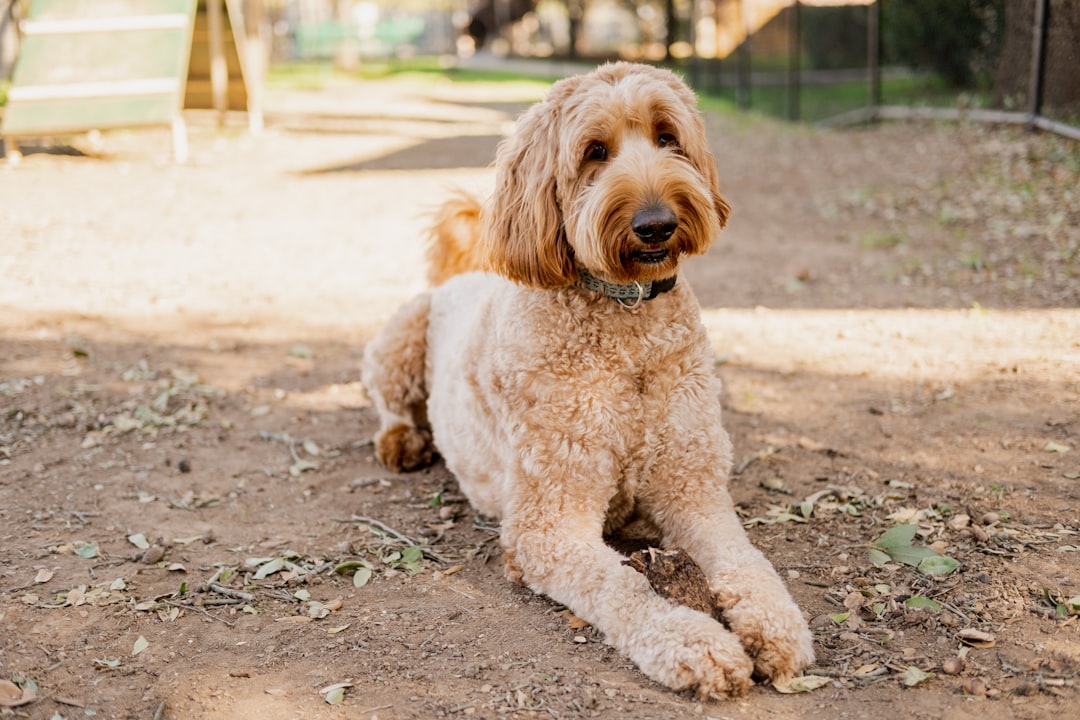 brown poodle on brown dirt during daytime