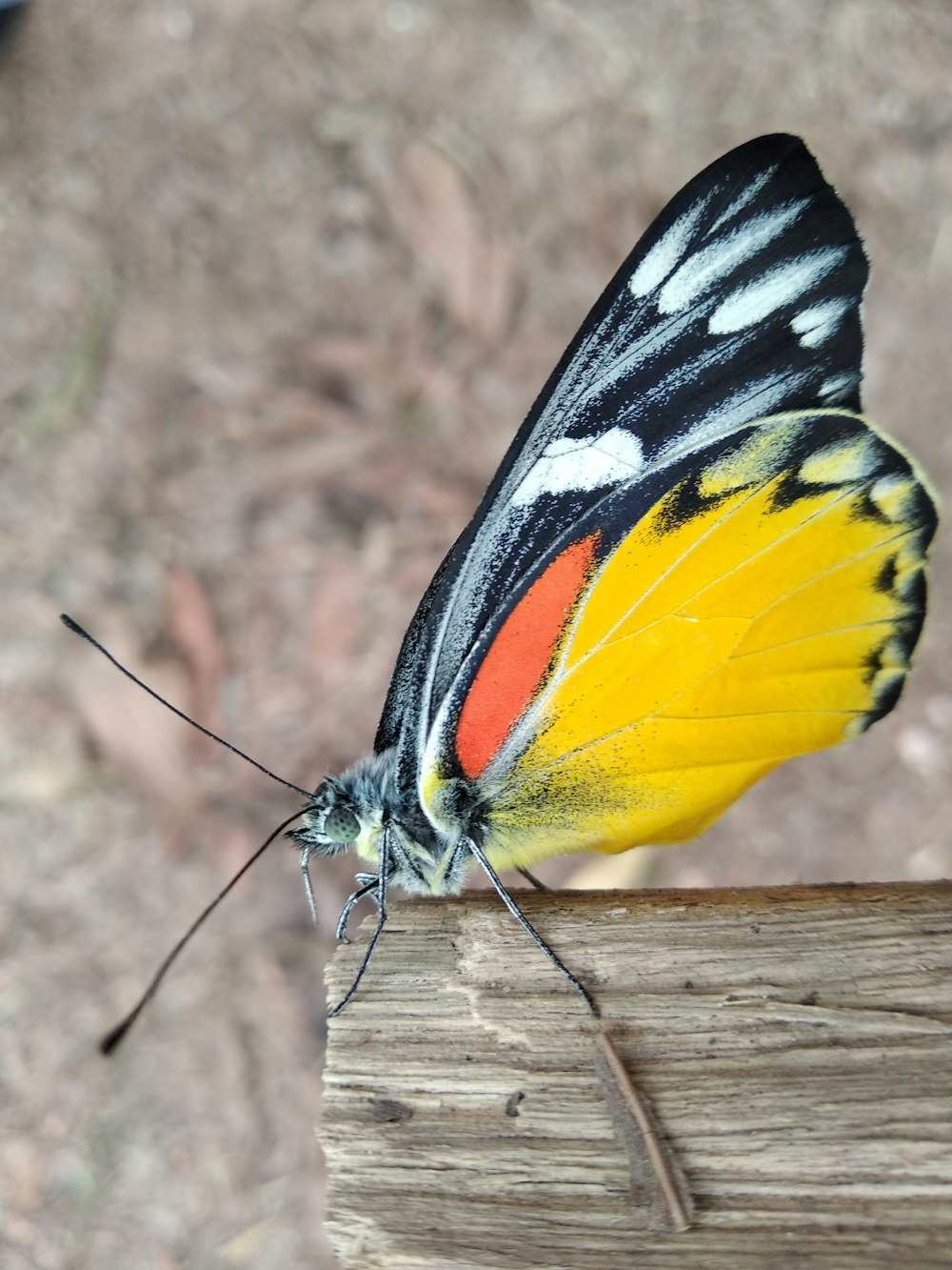 black white and yellow butterfly on brown wooden plank