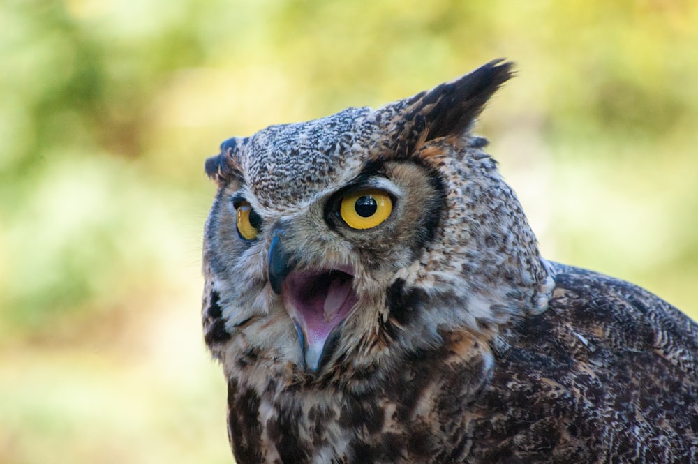 brown and white owl in close up photography