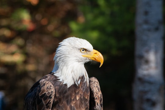 white and brown eagle in tilt shift lens in Parc Oméga Canada