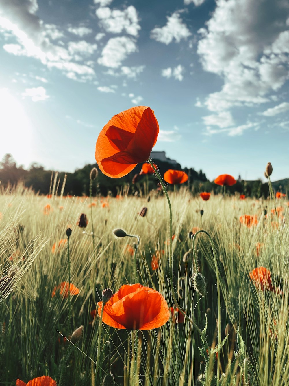 orange flower on green grass field during daytime