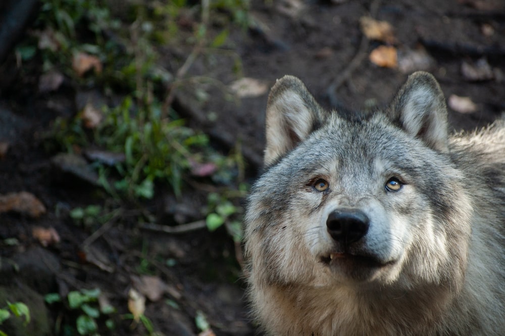 brown and black wolf near green leaves