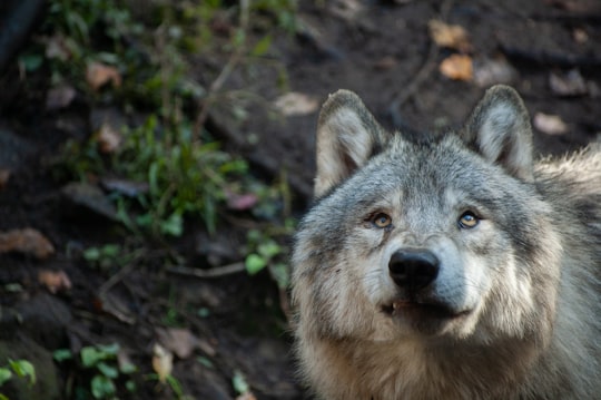 brown and black wolf near green leaves in Parc Oméga Canada