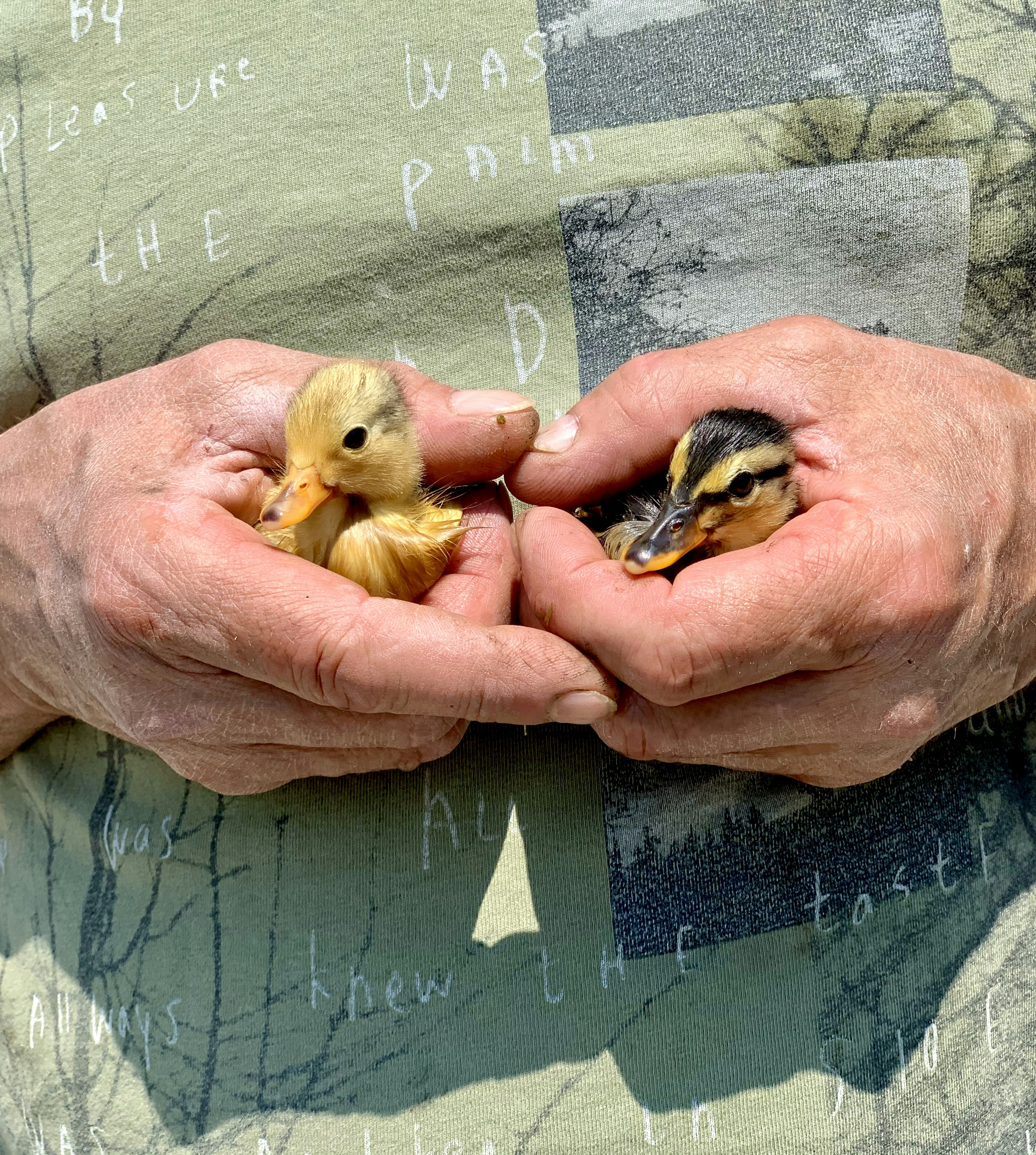 person holding two yellow chicks