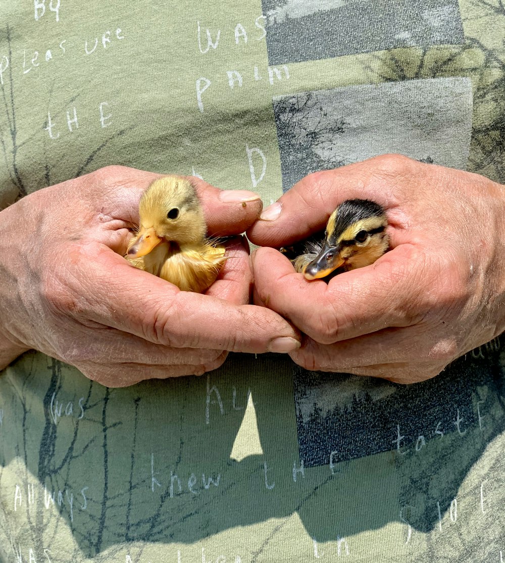 person holding two yellow chicks