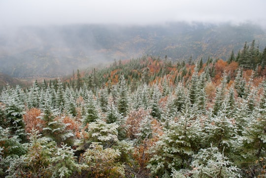 green and brown trees during daytime in Parc national des Hautes-Gorges-de-la-Rivière-Malbaie Canada