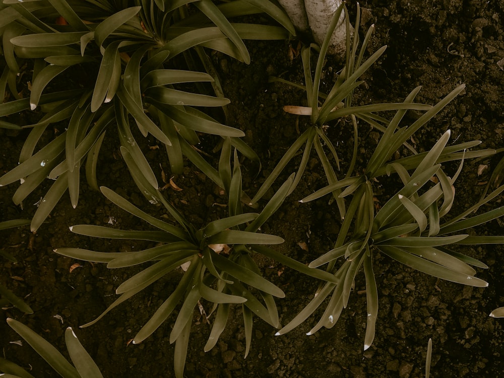 회색 토양에 녹색과 흰색 식물