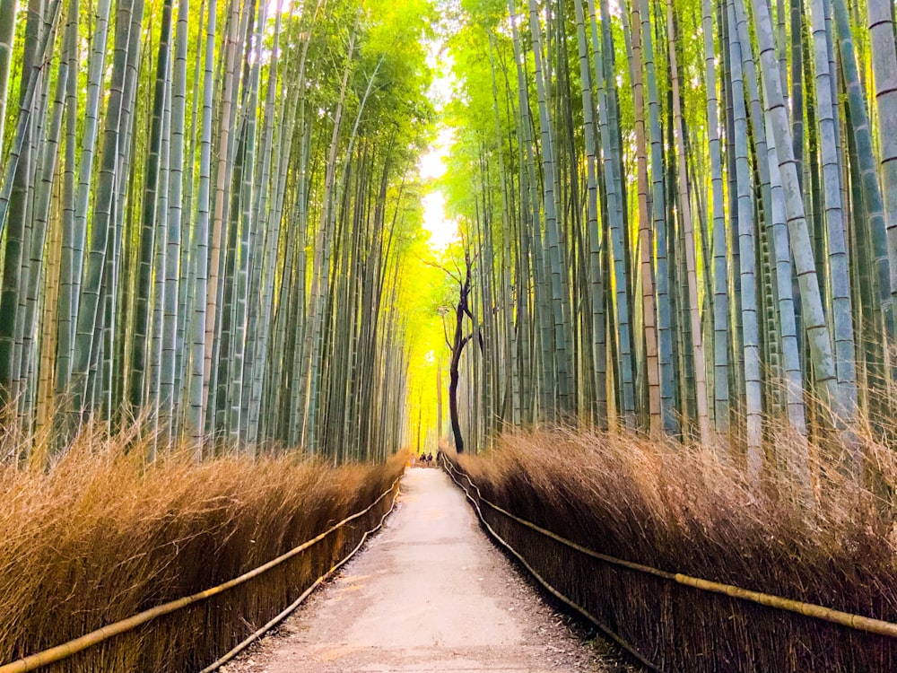 gray concrete road in between green bamboo trees during daytime