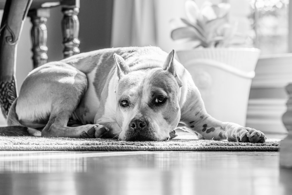 床に横たわっている短いコーティングされた犬のグレースケール写真