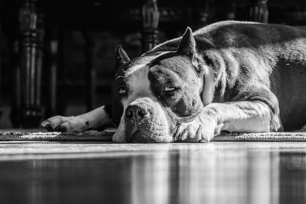 Fotografía en escala de grises de perro de pelo corto tumbado en el suelo