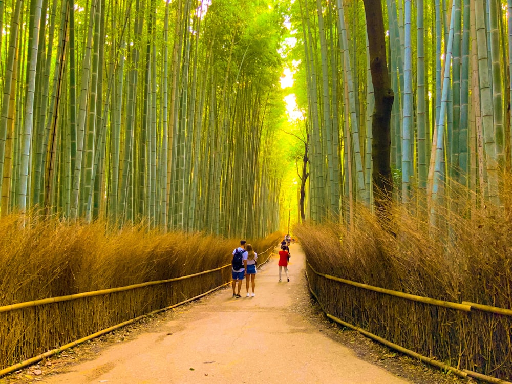 people walking on pathway between green trees during daytime