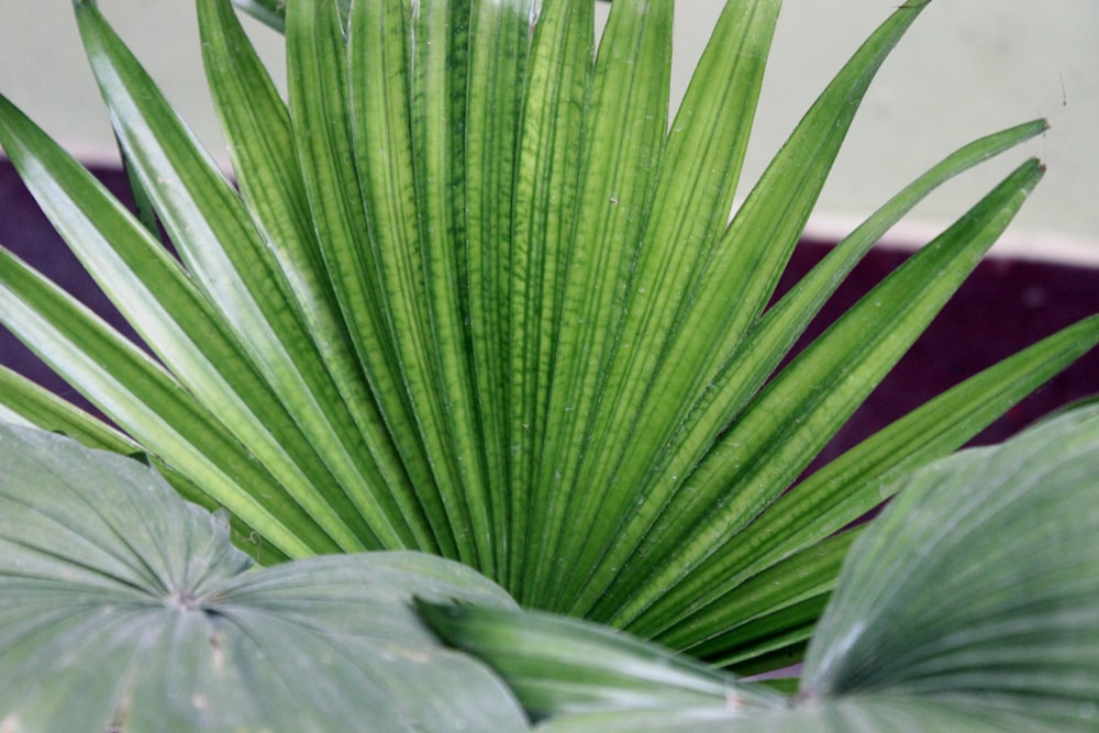 green plant in close up photography