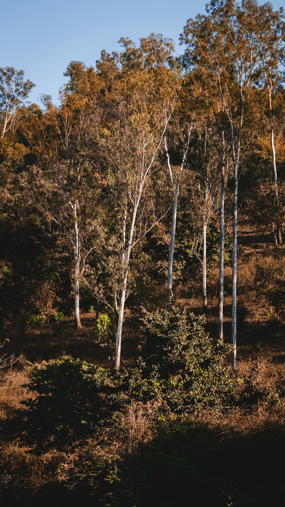 brown trees on brown field during daytime