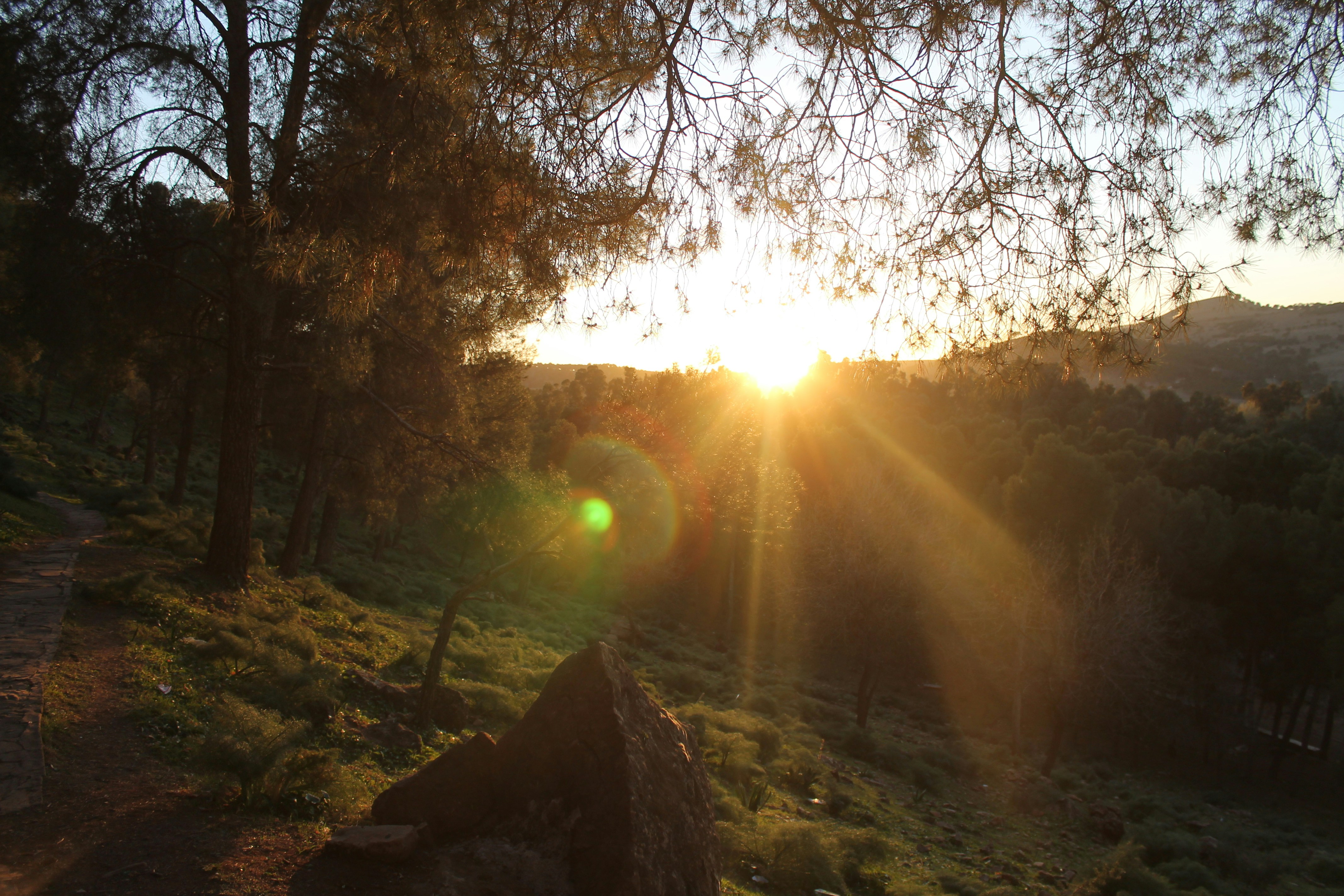 Prophecy header image