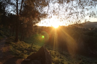 Sunset casting warm light over the forest canopy and adventure trails.