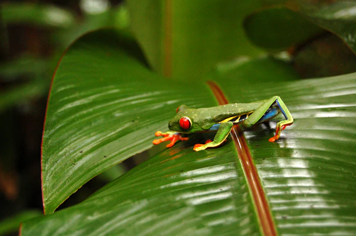 Rana de ojos rojos · Arenal, Costa Rica