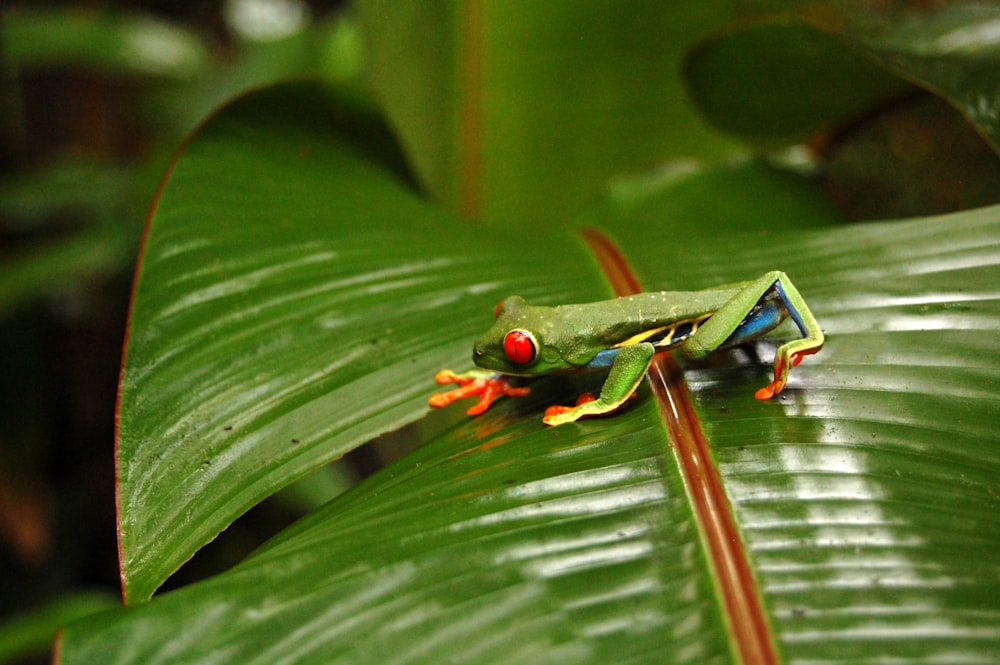 green frog on green leaf