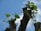 Close-up of freshly trimmed branches with green leaves and a clear blue sky background.