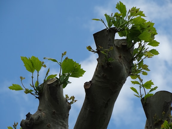 Close-up of a freshly pruned tree with healthy green leaves in a sunny garden.