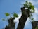 A close-up of a freshly pruned cherry tree with vibrant green leaves under a clear sky.